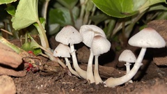 Leucocoprinus ianthinus