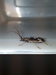 Ambonus interrogationis