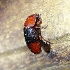 Uloma retusa