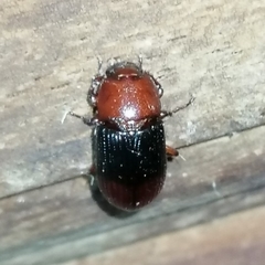 Uloma retusa