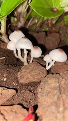 Leucocoprinus ianthinus