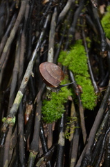 Dyakia janus
