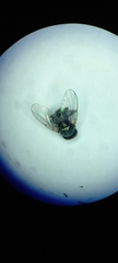 Diptera
