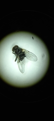 Diptera