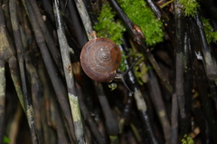 Dyakia janus