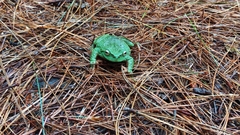 Plectrohyla acanthodes