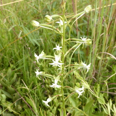 Habenaria falcicornis caffra
