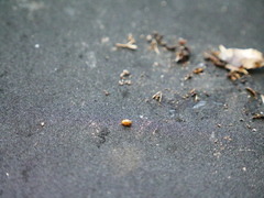 Adoxellus flavihirtus