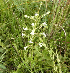 Habenaria falcicornis caffra