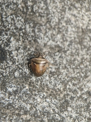 Eysarcoris distinctus