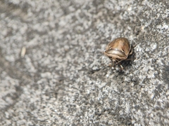 Eysarcoris distinctus