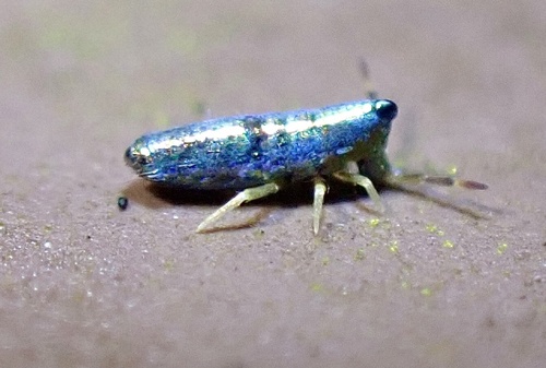 Entomobryomorpha nuotrauka