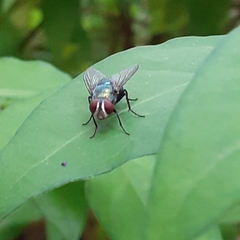 Chrysomya megacephala