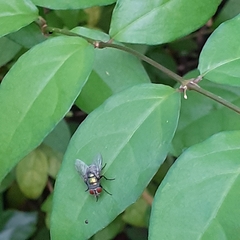 Chrysomya megacephala