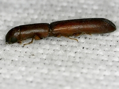 Nematidium filiforme