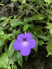 Achimenes longiflora