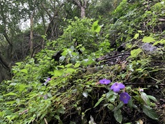 Achimenes longiflora