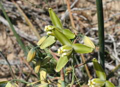 Albuca paradoxa