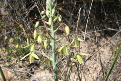 Albuca paradoxa