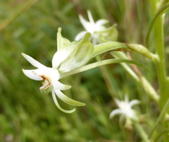 Habenaria falcicornis caffra