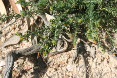 Euphorbia genistoides