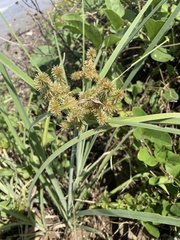 Cyperus ligularis