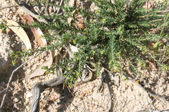 Euphorbia genistoides