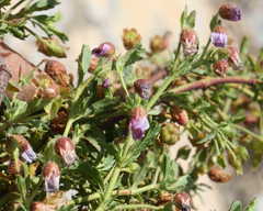 Hermannia heterophylla