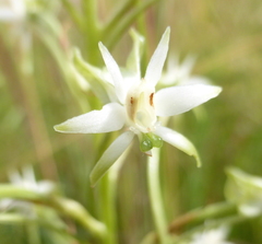 Habenaria falcicornis caffra
