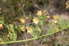 Hermannia pinnata