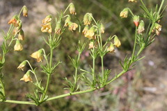 Hermannia pinnata