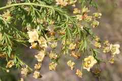 Hermannia pinnata