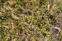 Hermannia pinnata