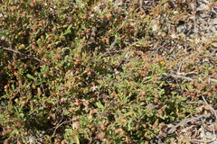 Hermannia heterophylla