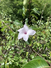Cryptostegia