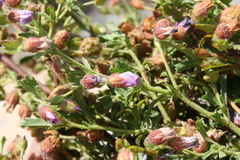 Hermannia heterophylla