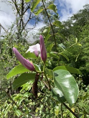 Cryptostegia