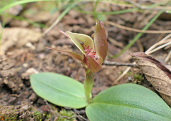 Chiloglottis triceratops