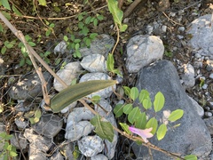 Cryptostegia