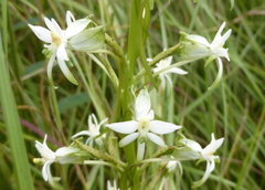 Habenaria falcicornis caffra