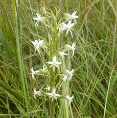 Habenaria falcicornis caffra