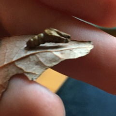 Oinophila v-flava