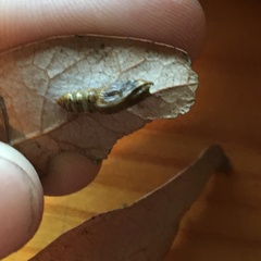 Oinophila v-flava