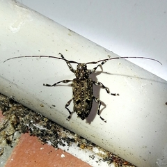 Oedopeza maculatissima