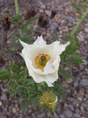 Argemone hunnemannii