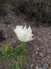 Argemone hunnemannii