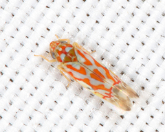 Erythroneura rubrella