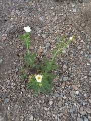 Argemone hunnemannii