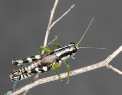 Melanoplus viridipes