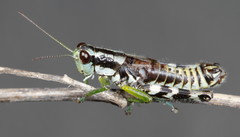 Melanoplus viridipes